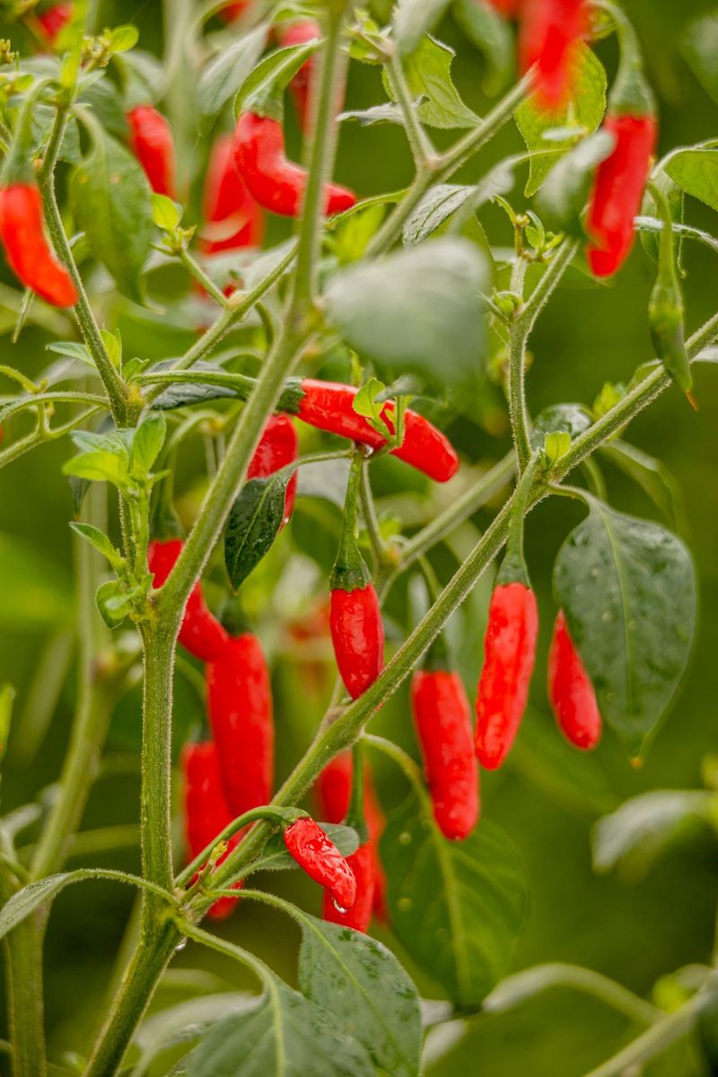 Hot Peppers (Habanero, Ghost, Scorpion)