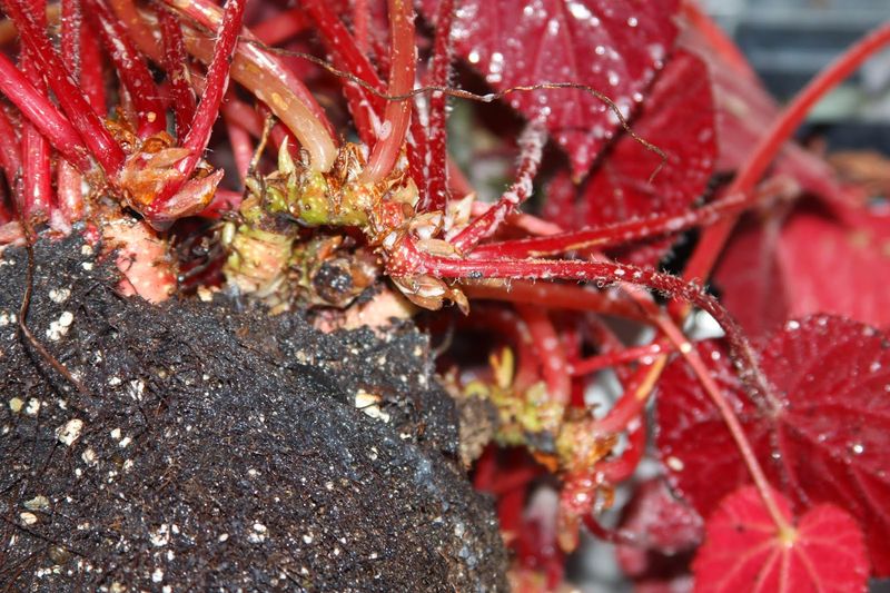 Rhizomatous Begonia
