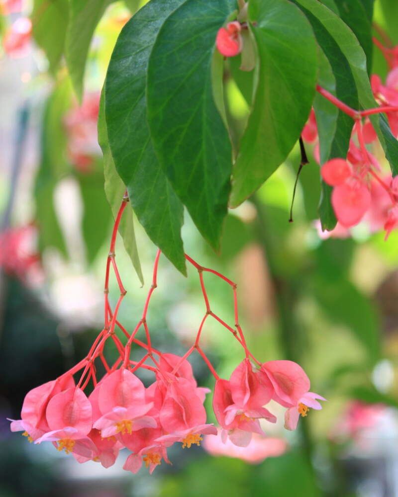 Angel Wing Begonia
