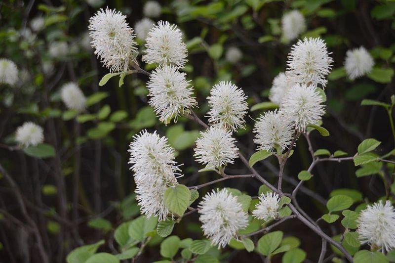 Dwarf Fothergilla