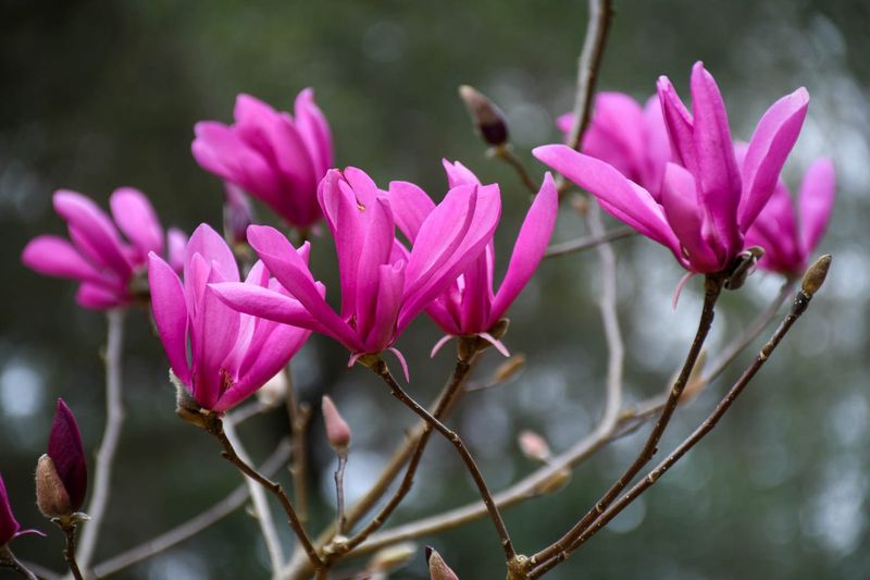 Magnolia 'Susan'