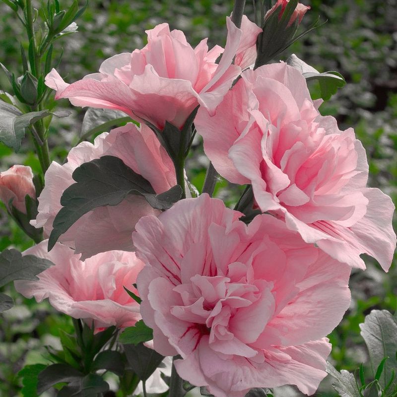 Rose of Sharon