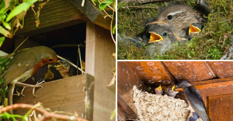 What Bird Nests in Your Garden Say About Your Soil and Microclimate