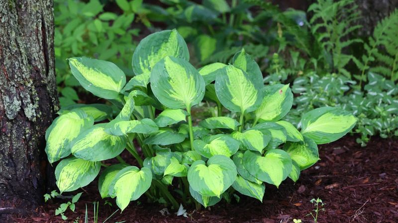 Hostas