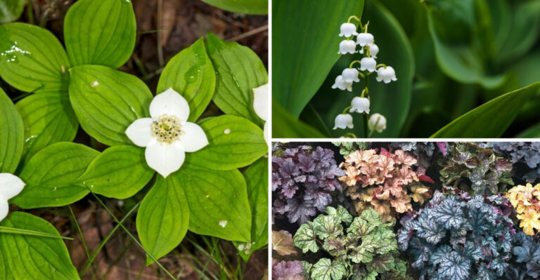 What to Plant Under Pine Trees: 15 Smart Picks