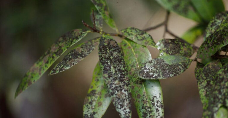 What’s Wrong With Your Azaleas? Identify, Tackle & Prevent Common Azalea Pests