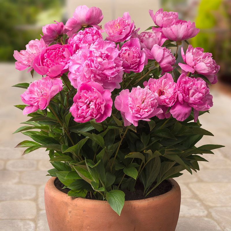 Petite Peony Pot