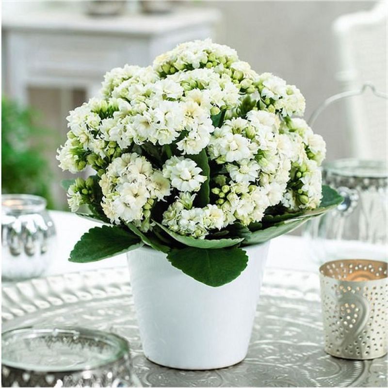 Kalanchoe (White flowering cultivar)