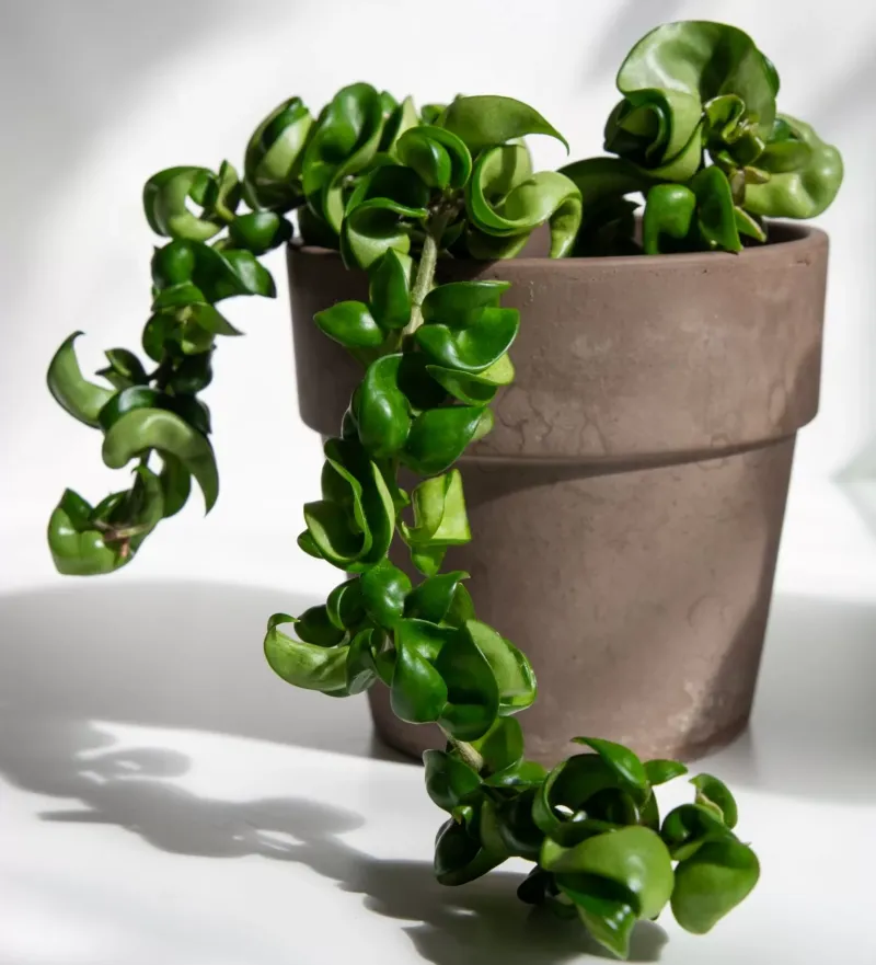 Hoya Carnosa ‘Compacta’ (Wax Plant)