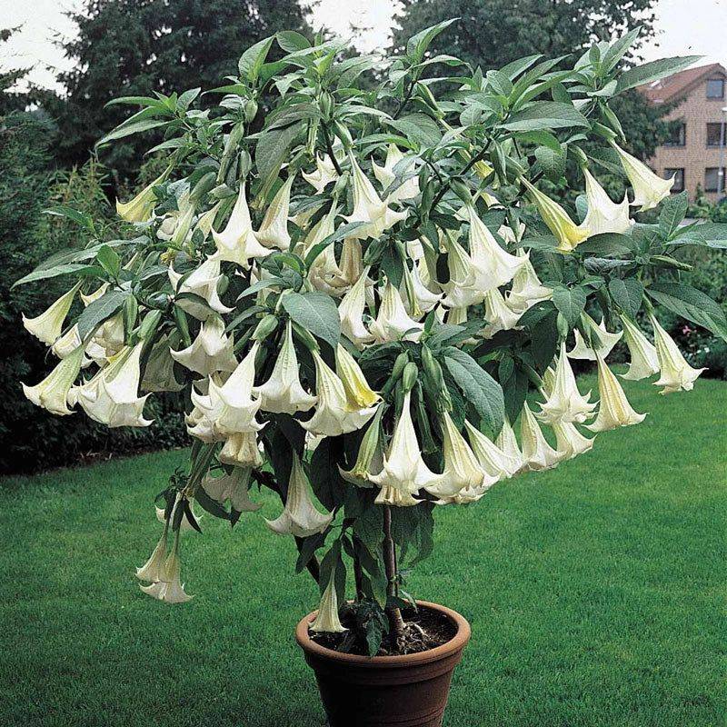 Angel’s Trumpet