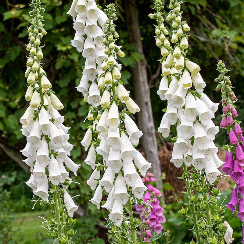 White Foxgloves