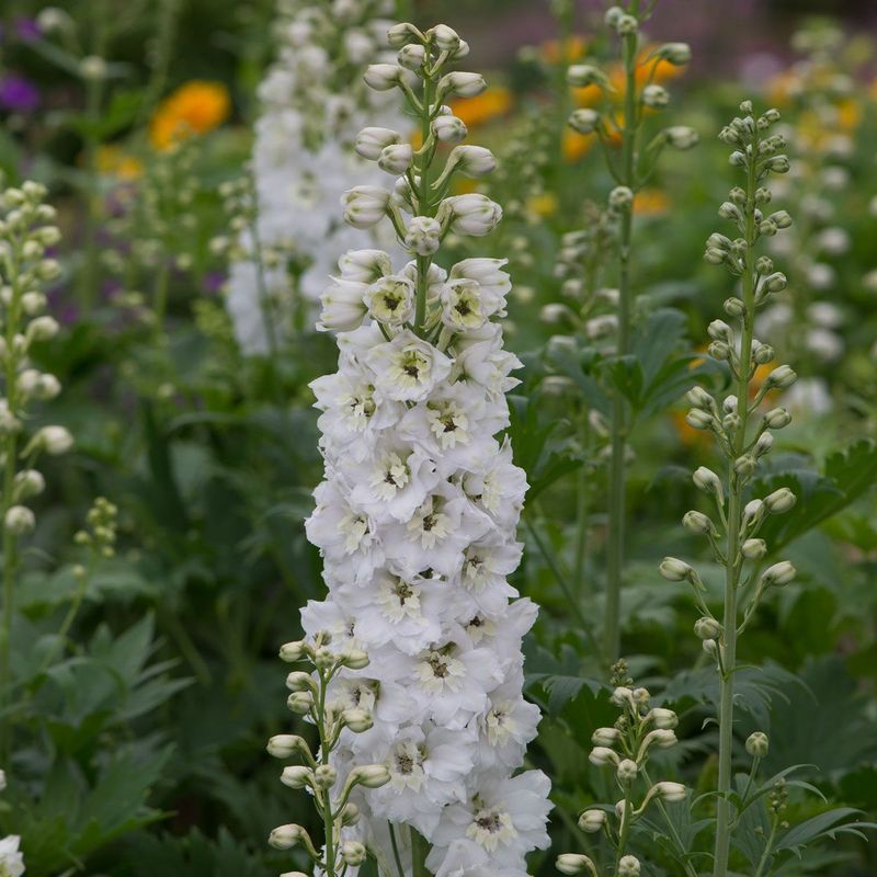 White Delphiniums