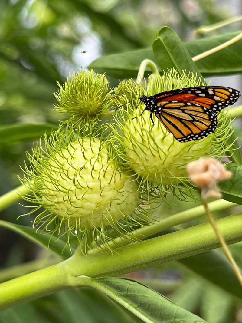Hairy Balls Milkweed