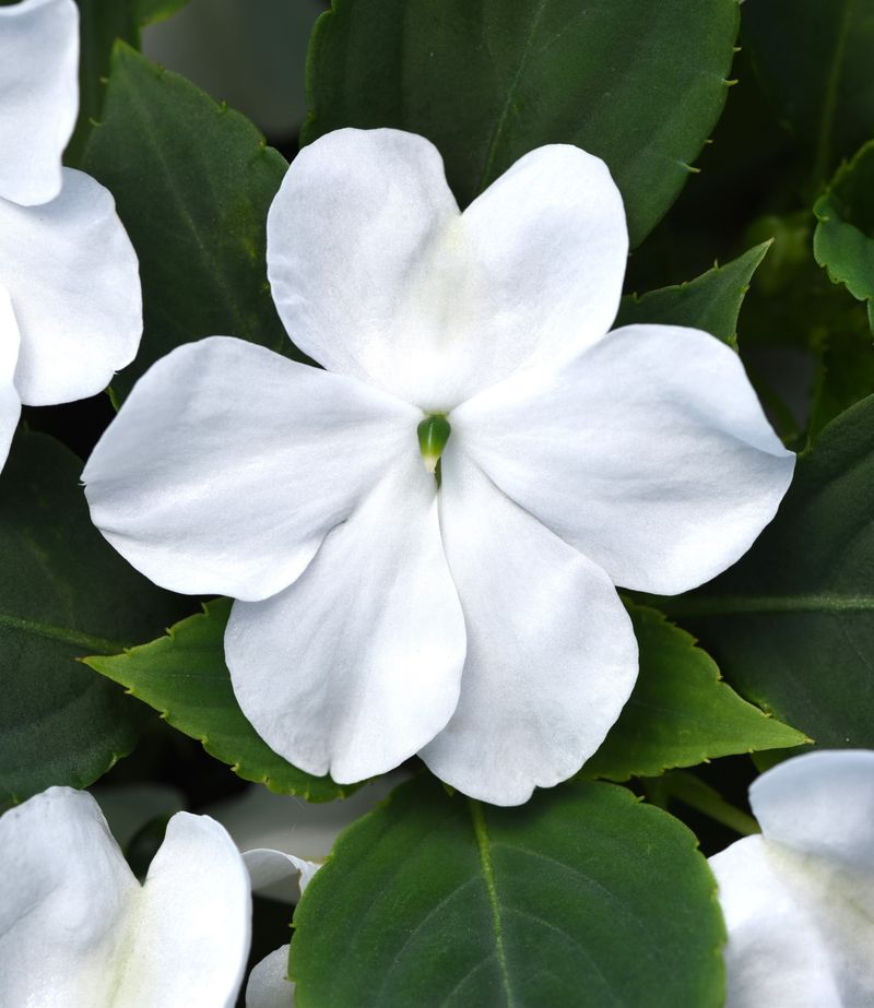 White Impatiens