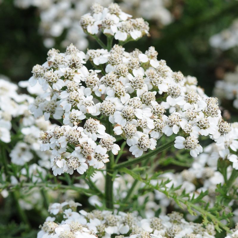 Yarrow