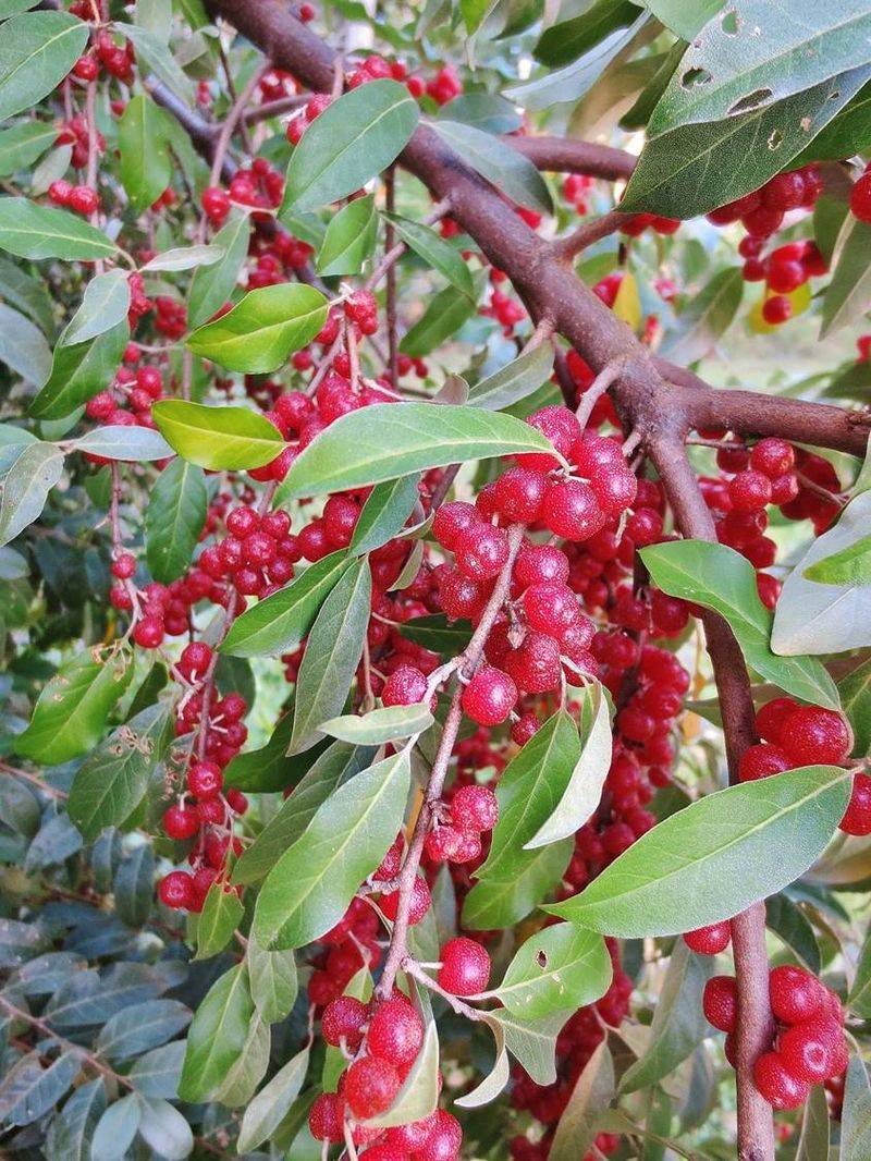 Autumn Olive (Elaeagnus umbellata)