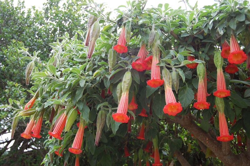 Angel’s Trumpet (Brugmansia spp.)