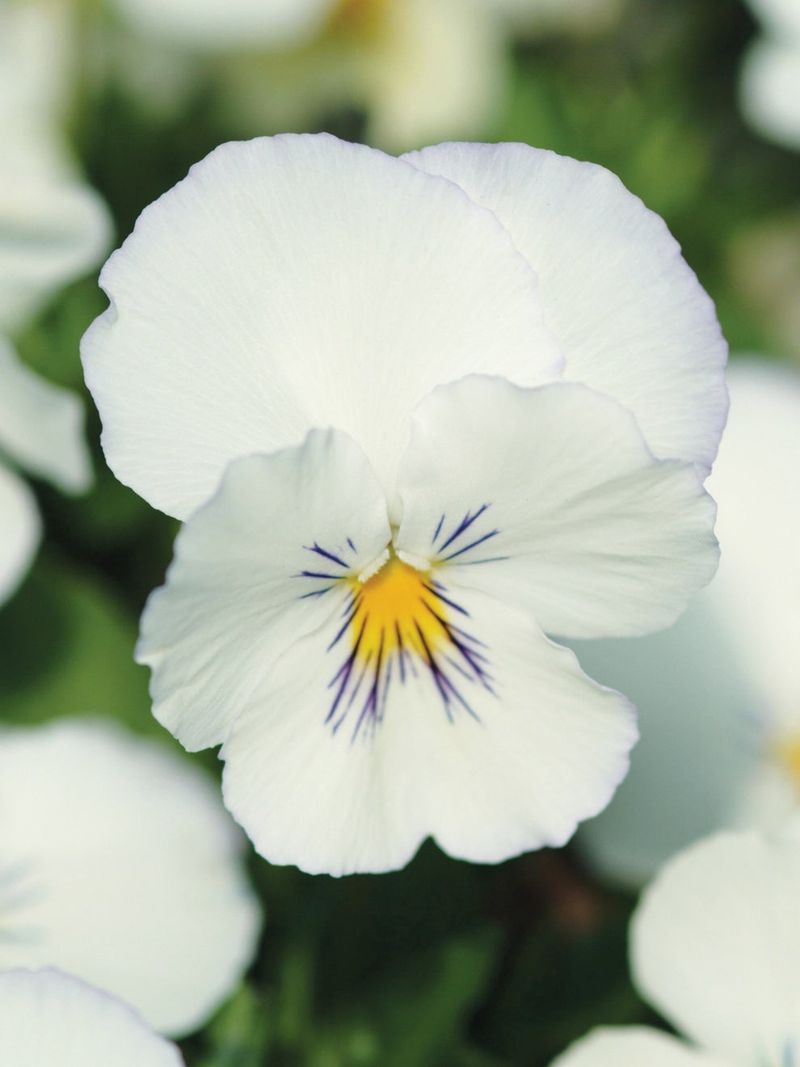 White Pansies