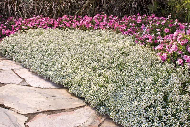 Sweet Alyssum