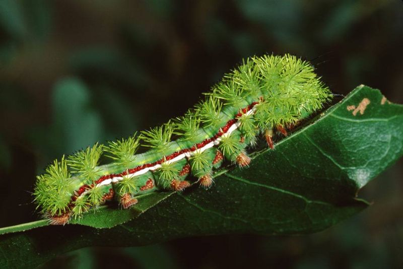 Io Moth Caterpillar