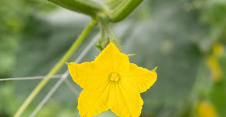 Why Do My Cucumber Plants Have Blooms – But No Cucumbers? 7 Reasons & Easy Fixes