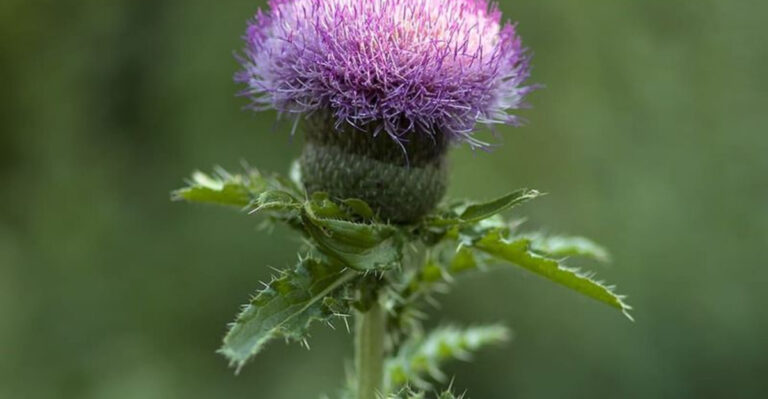 Why I Stopped Pulling Weeds—and Started Naming Them