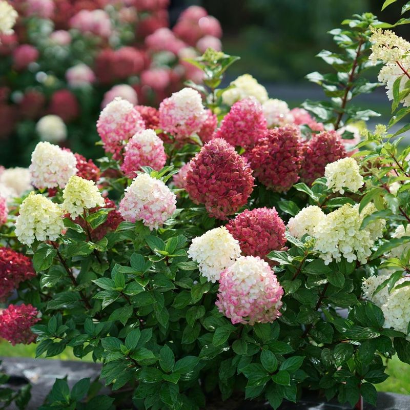 Hydrangea Paniculata