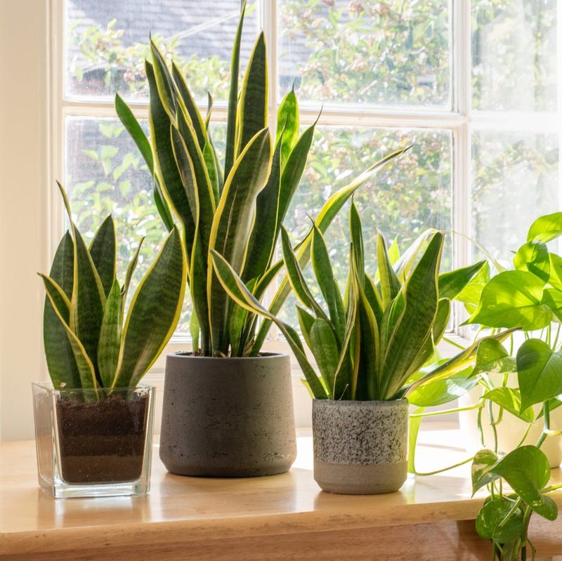 Snake Plant (Sansevieria)
