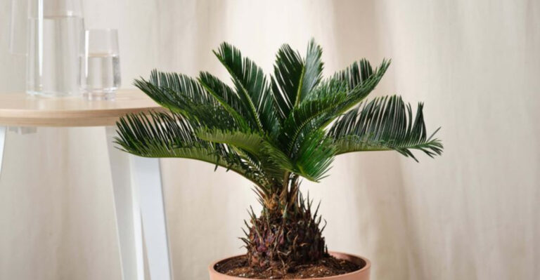 Why Plant Parents Are Abandoning Daily Care for These 17 Neglect-Loving Plants
