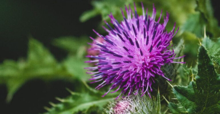 Why These 17 ‘Ugly’ Plants Are Secretly the Hardest Workers