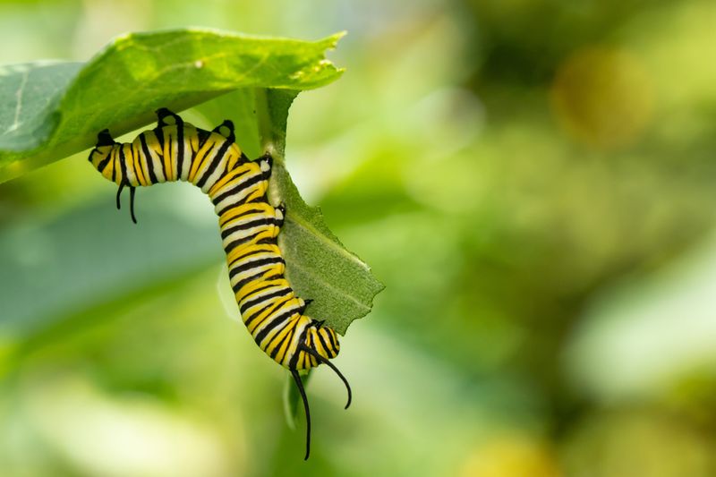 Monarch Caterpillar