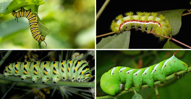 Why Your Flowers Keep Disappearing Overnight—And the 19 Caterpillars Behind It