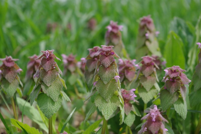 Dead Nettle (Lamium spp.)