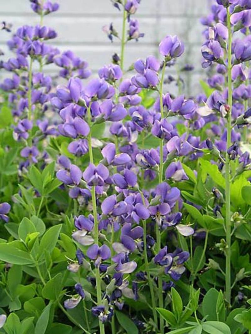 Blue False Indigo