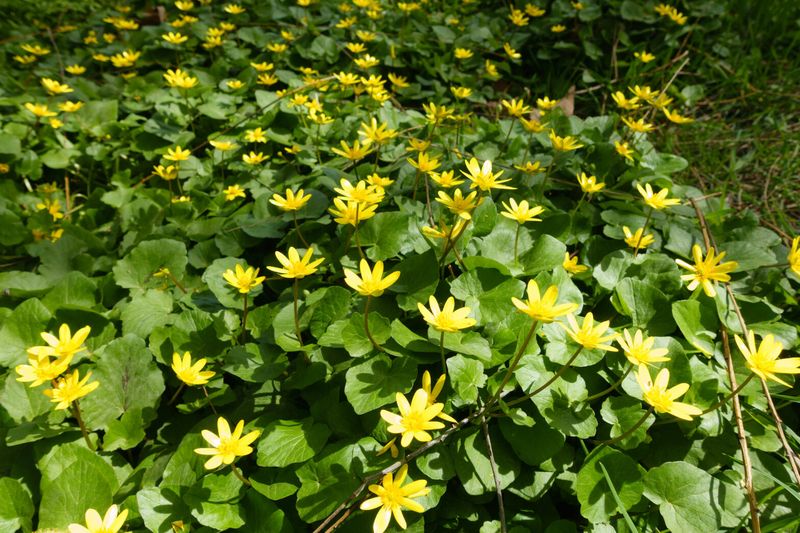 Lesser Celandine