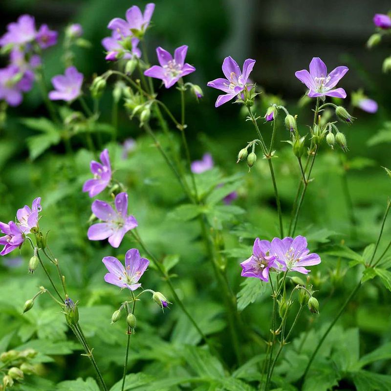 Spotted Cranesbill (Geranium bicknellii)