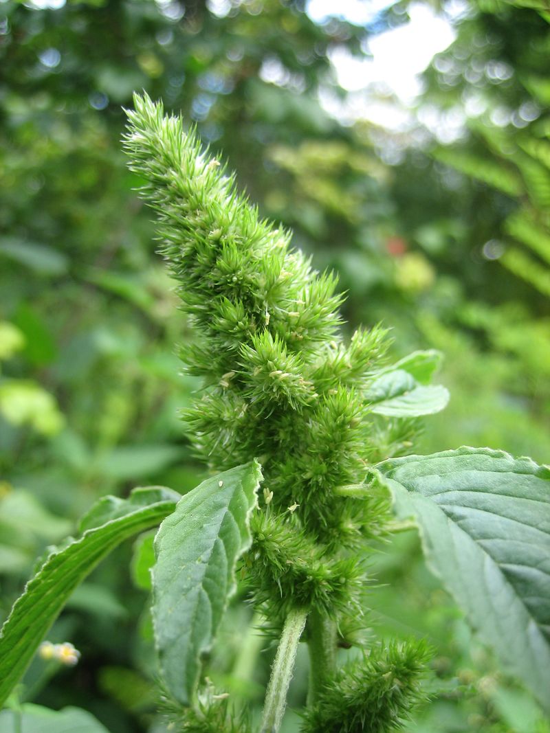 Pigweed (Amaranthus retroflexus)