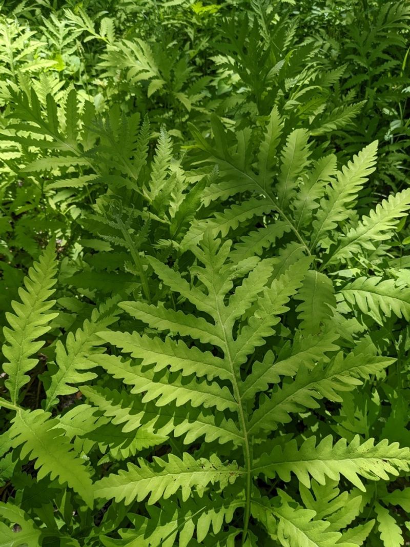 Ferns (Especially in Dense Clusters)
