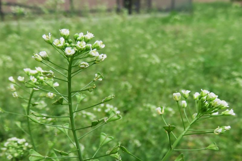 Shepherd’s Purse (Capsella bursa-pastoris)