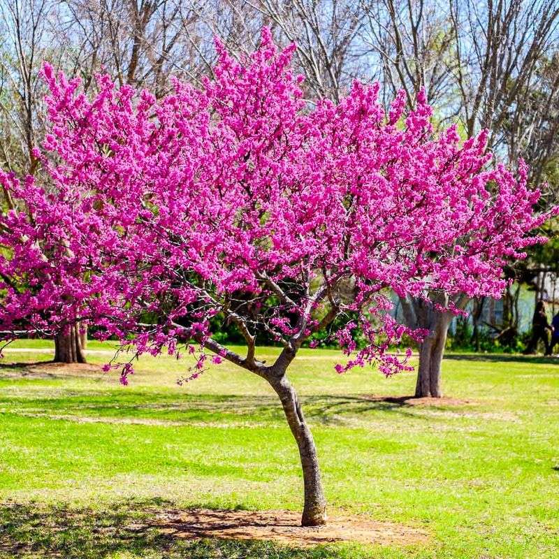 Redbud (Cercis canadensis)
