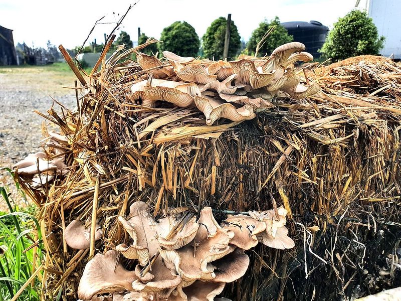 Oyster Mushrooms (Pleurotus spp.)