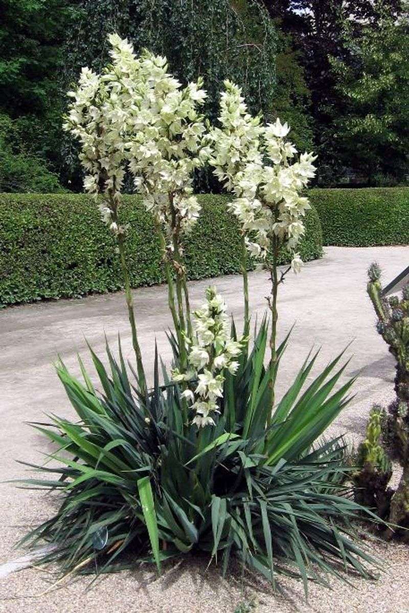 Yucca (Yucca spp.)