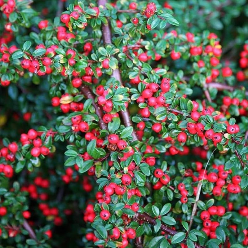 Cotoneaster 'Coral Beauty'