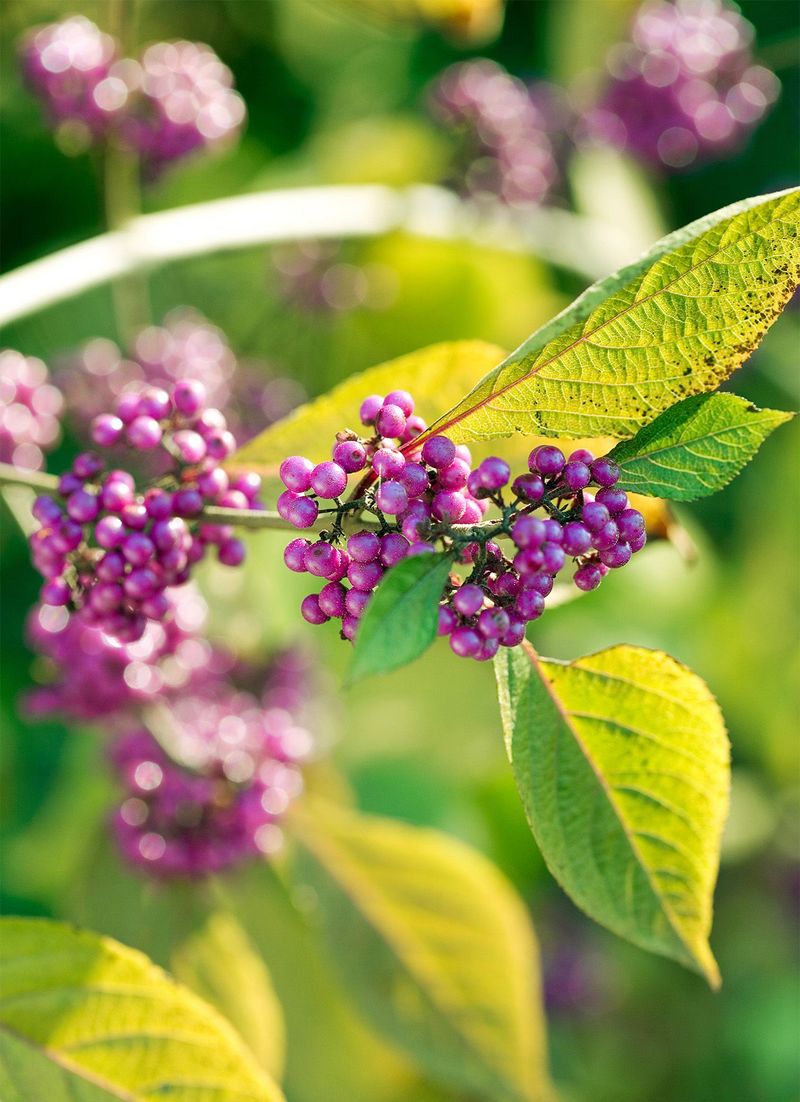 Beautyberry's Vibrant Clusters