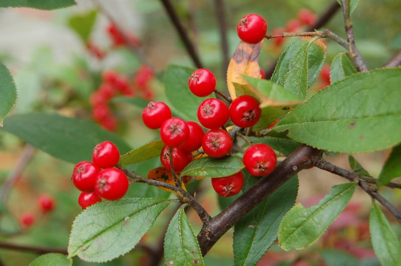 Red Chokeberry (Aronia arbutifolia)