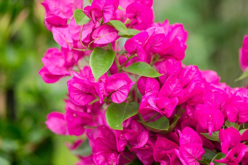 Bougainvillea