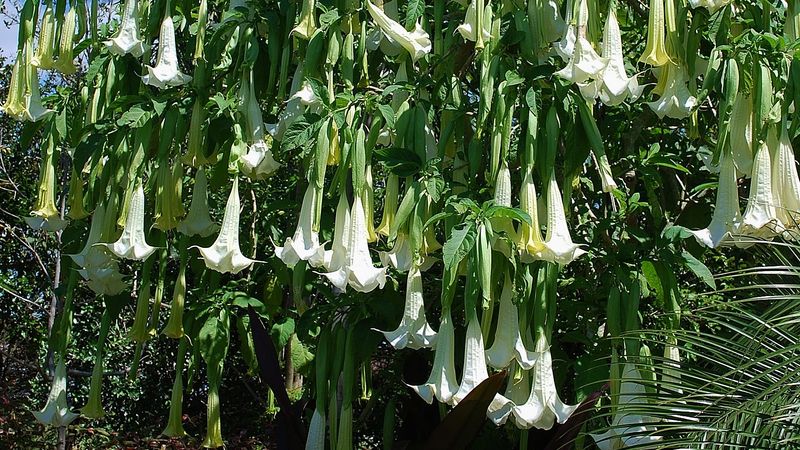 Angel’s Trumpet (Brugmansia)