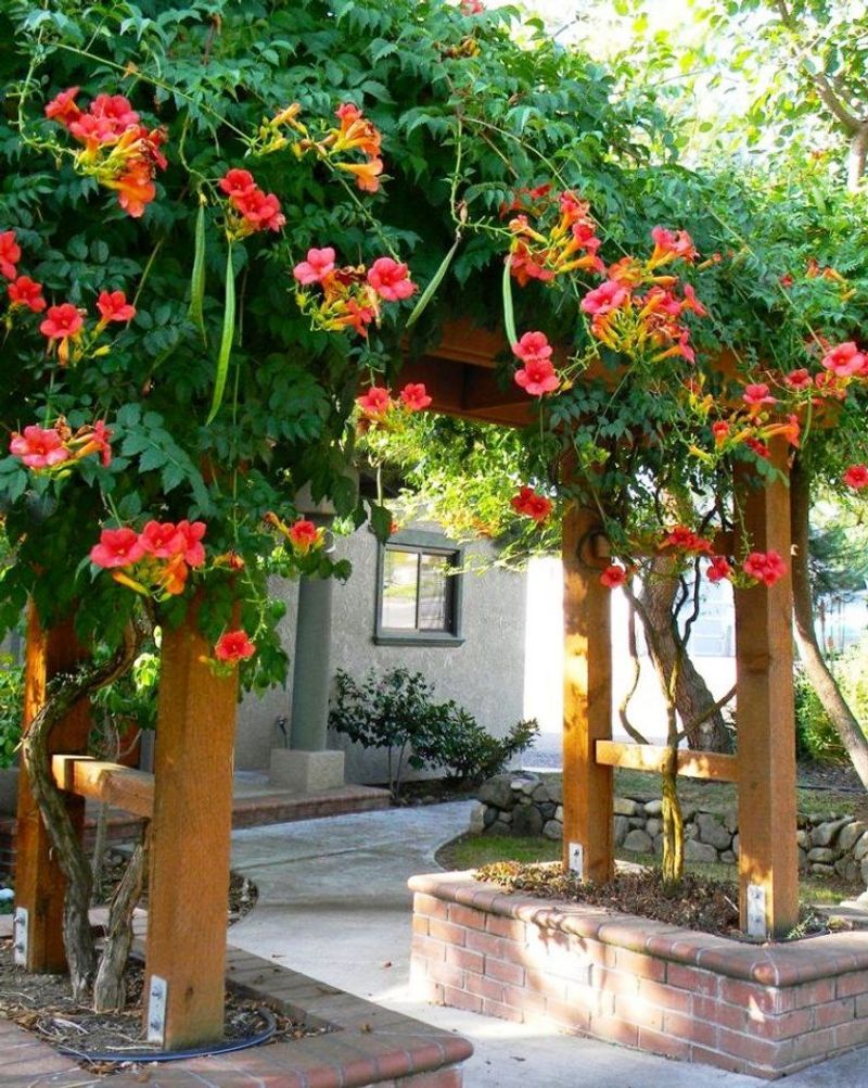 Trumpet Vine (Campsis radicans)