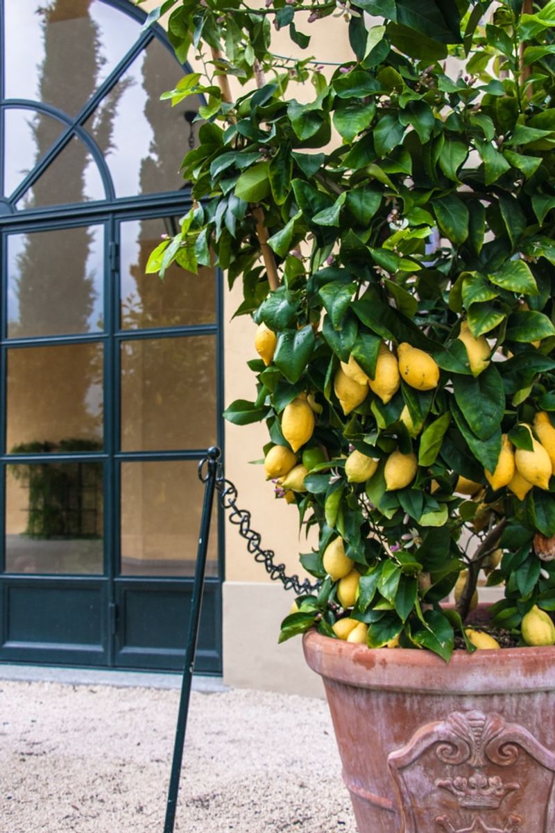 Lemon Tree in a Pot