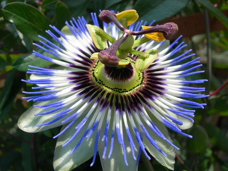 Passionflower
